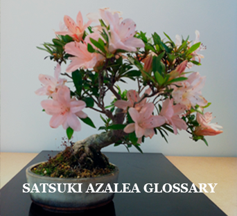Satsuki-Azalea-Glossary