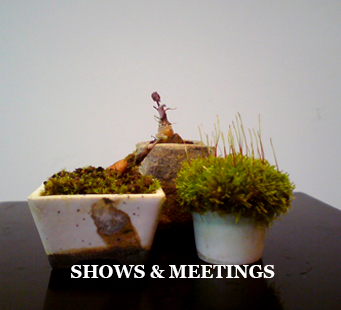 shows-and-meeting