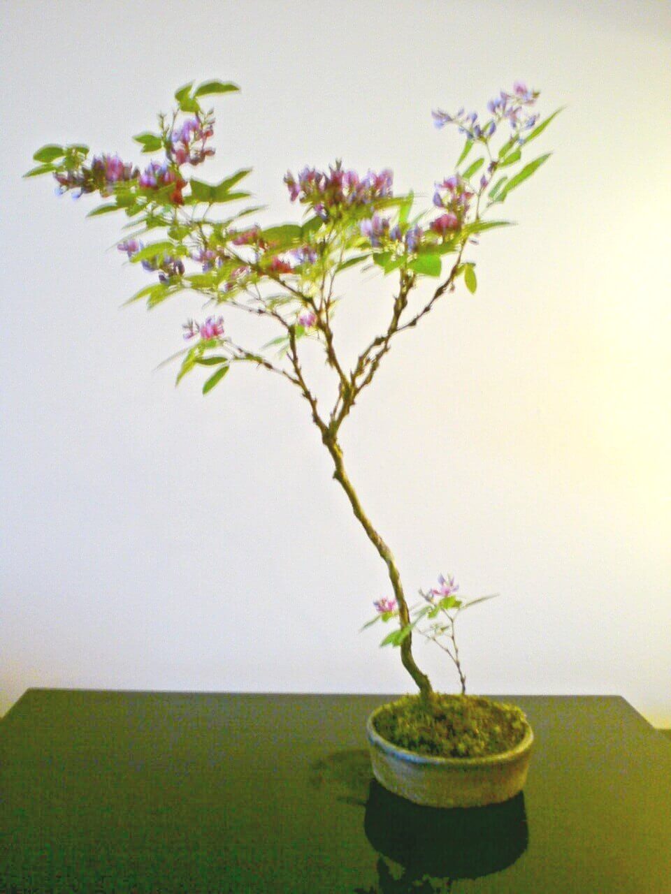 BONSAI TREE - Eastleigh Bonsai Society BONSAI TREE - Eastleigh Bonsai Society